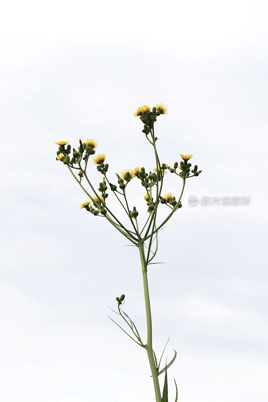 沼泽蓟(Sonchus palustris)